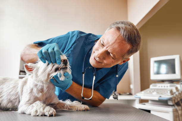 Best Emergency Dental Care for Broken or Chipped Teeth in St Hedwig, TX